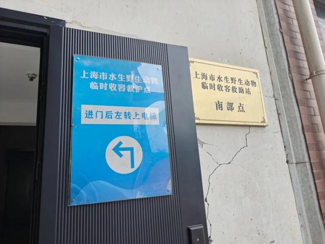 on9star:“鳄了么”上门?上海16岁男生网购“迷你宠物”,被家人暂存在消防通道,一觉醒来,半米长的鳄鱼不见了
